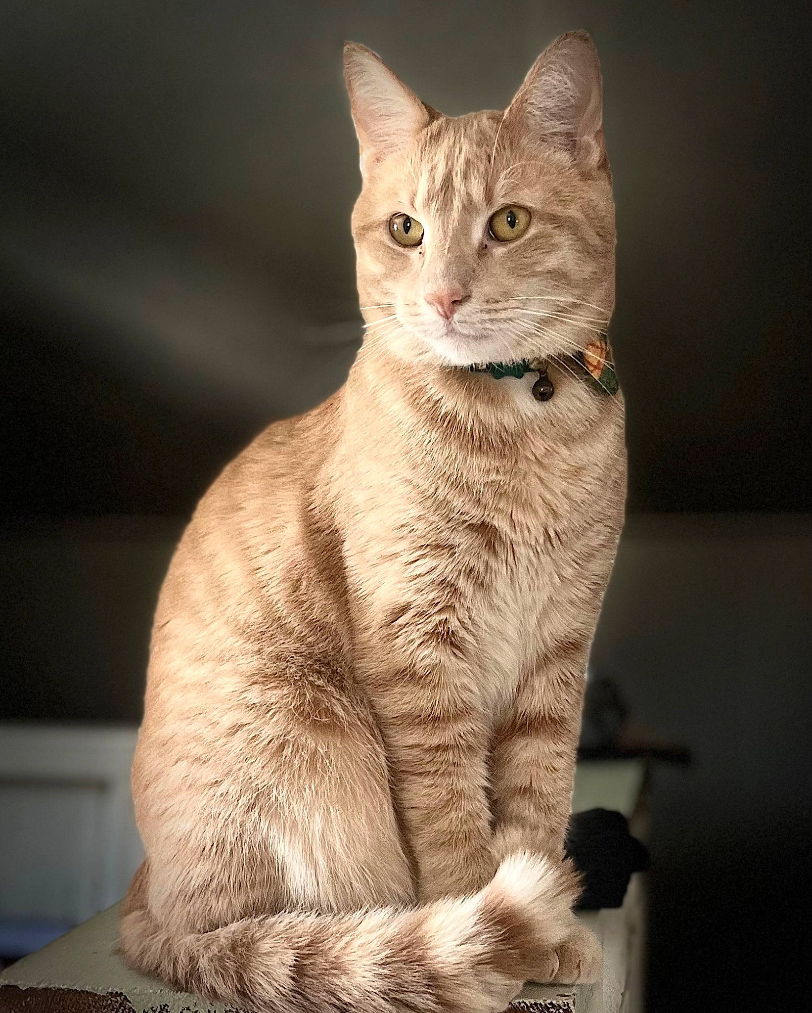 Buddha is registered to the contest to win money with this photo: carnivore, cat, claw, domestic_short_haired_cat, fawn, felidae, fur, paw, photo_caption, sitting, small_to_medium_sized_cats, snout, tail, terrestrial_animal, whiskers, wildlife, window