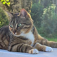 Choup'S participe au concours pour gagner de l'argent avec cette photo : animal, calm, cat, close_up, daylight, feline, forest, fur, green_eyes, mammal, nature, outdoor, paws, pet, portrait, relaxing, sunlight, tabby_cat, tree, whiskers