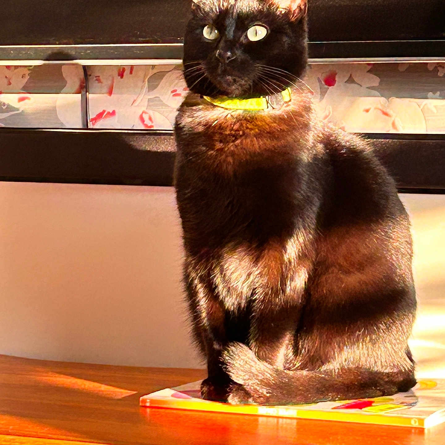 Shadow a rejoint le concours — aidez-le/la à gagner de superbes lots ! abyssinian, animal, blackcat, cat, egyptiancat, furniture, hardwood, manx, pet, plywood, siamese, wood