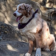 Tess participe au concours pour gagner de l'argent avec cette photo : dog, canine, fur, bandana, purple_bandana, outdoor, rock, rocks, shadow, sunlight, panting, sitting, pet, animal, nature, mammal, happy, tongue_out, fluffy, brown_and_white