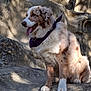 dog, canine, fur, bandana, purple_bandana, outdoor, rock, rocks, shadow, sunlight, panting, sitting, pet, animal, nature, mammal, happy, tongue_out, fluffy, brown_and_white