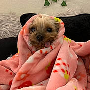 Chloe joined the competition — help win amazing prizes! dog, blanket, pink, cozy, tongue_out, cute, small_dog, wrapped, furry, pet, indoor, couch, home, fur, animal, resting, snuggled, face, portrait, relaxed
