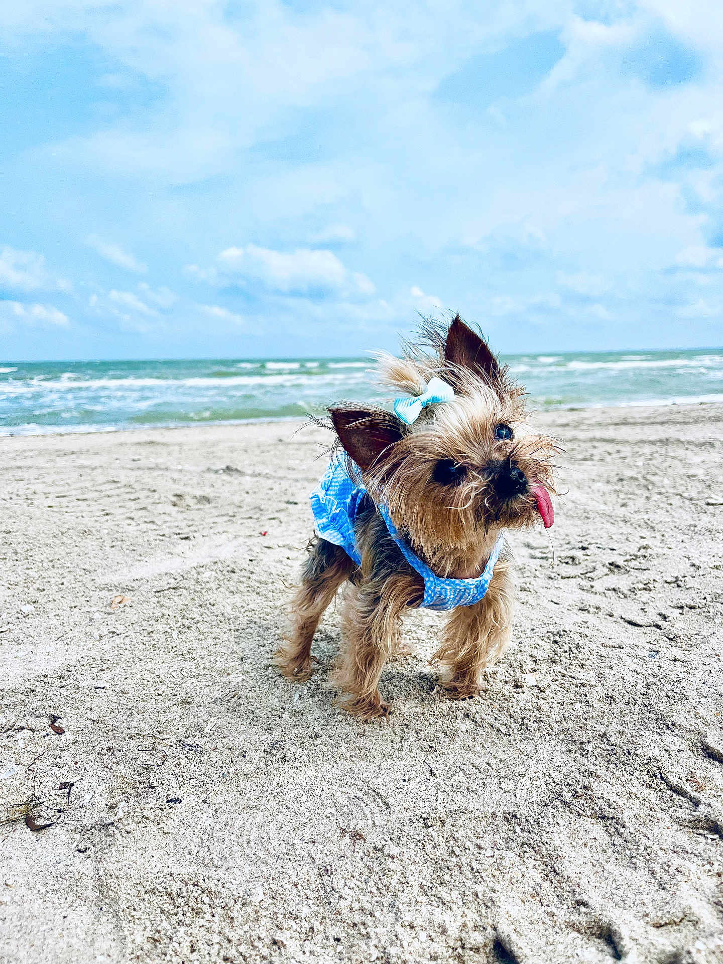 Chloe is registered to the contest to win money with this photo: dog, beach, sand, ocean, sky, clouds, small_dog, blue_outfit, bow, tongue_out, pet, animal, cute, playful, outdoor, summer, waves, fur, standing, canine