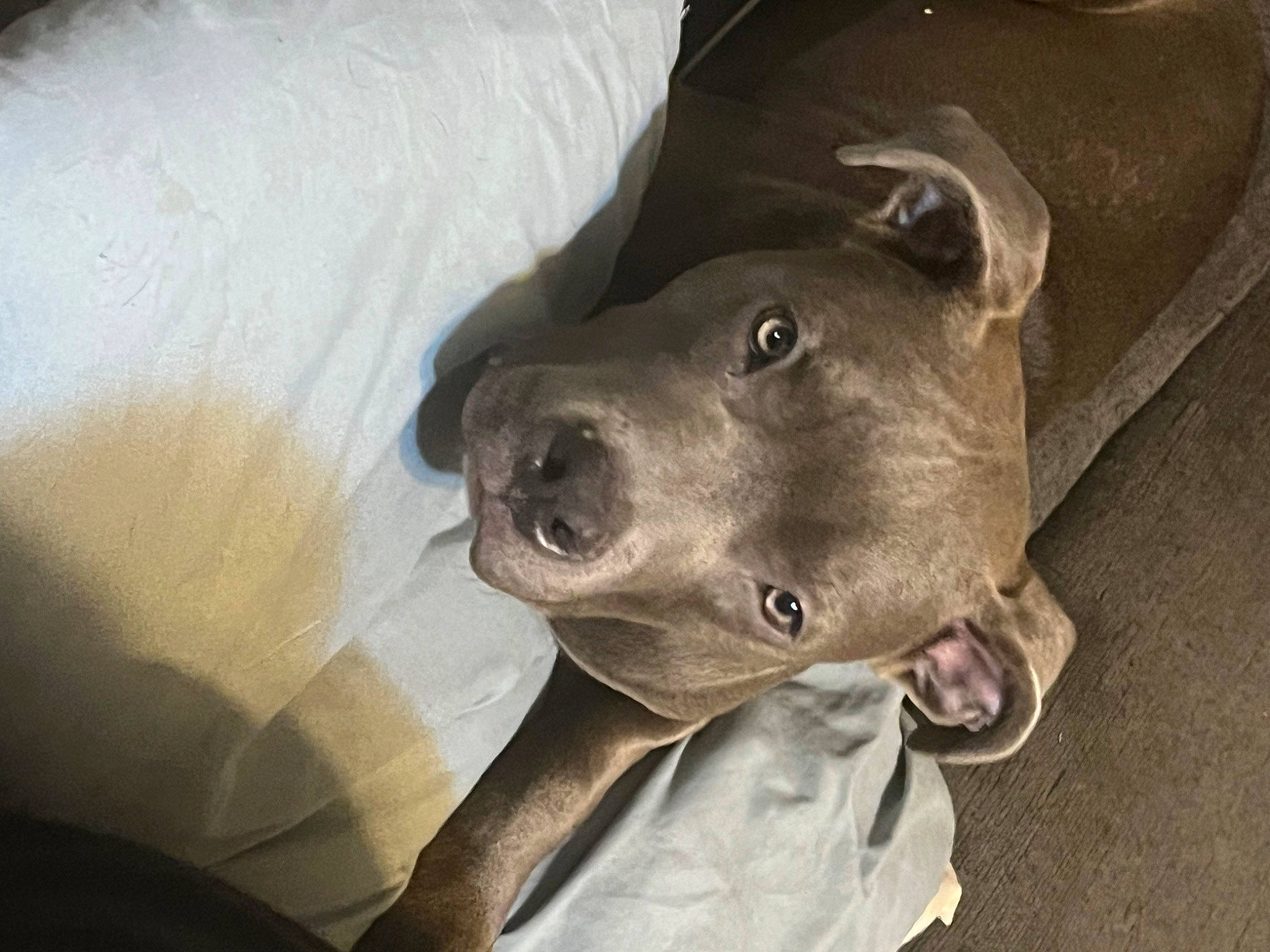 Nova joined the competition — help win amazing prizes! canidae, carnivore, collar, companion_dog, dog, dog_breed, ear, fawn, jaw, metal, non_sporting_group, selfie, snout, sporting_group, terrestrial_animal, whiskers, working_animal