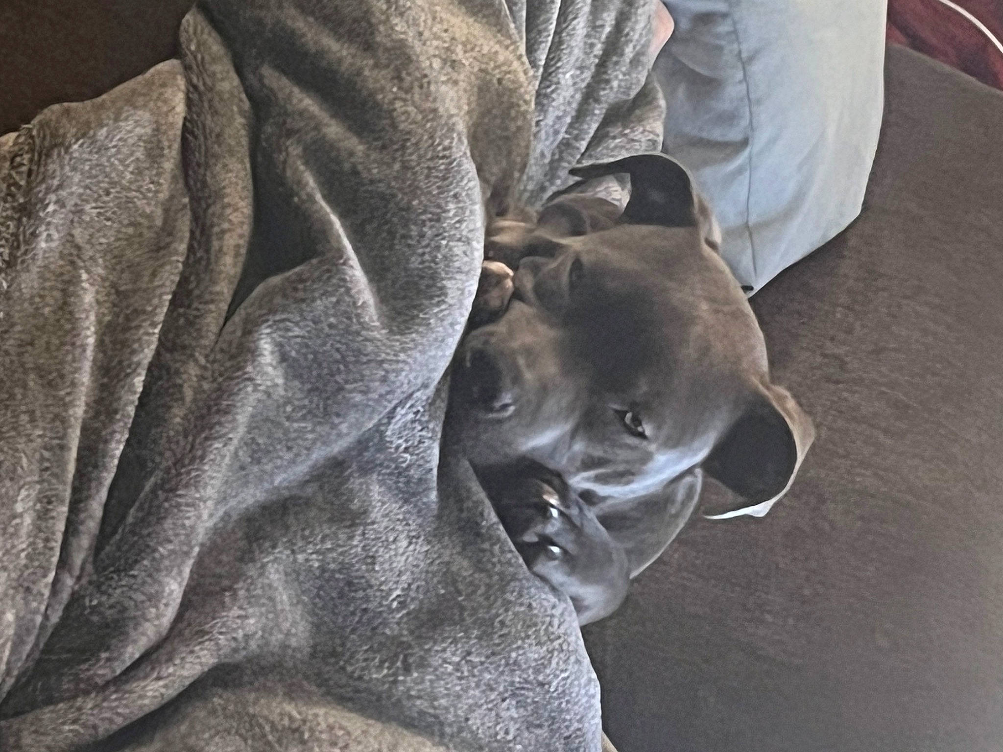 Nova joined the competition — help win amazing prizes! art, comfort, darkness, eyewear, fur, glasses, grey, hat, metal, personal_protective_equipment, rock, sculpture, sleeve, snout, statue, still_life_photography, sunglasses, textile, wrinkle