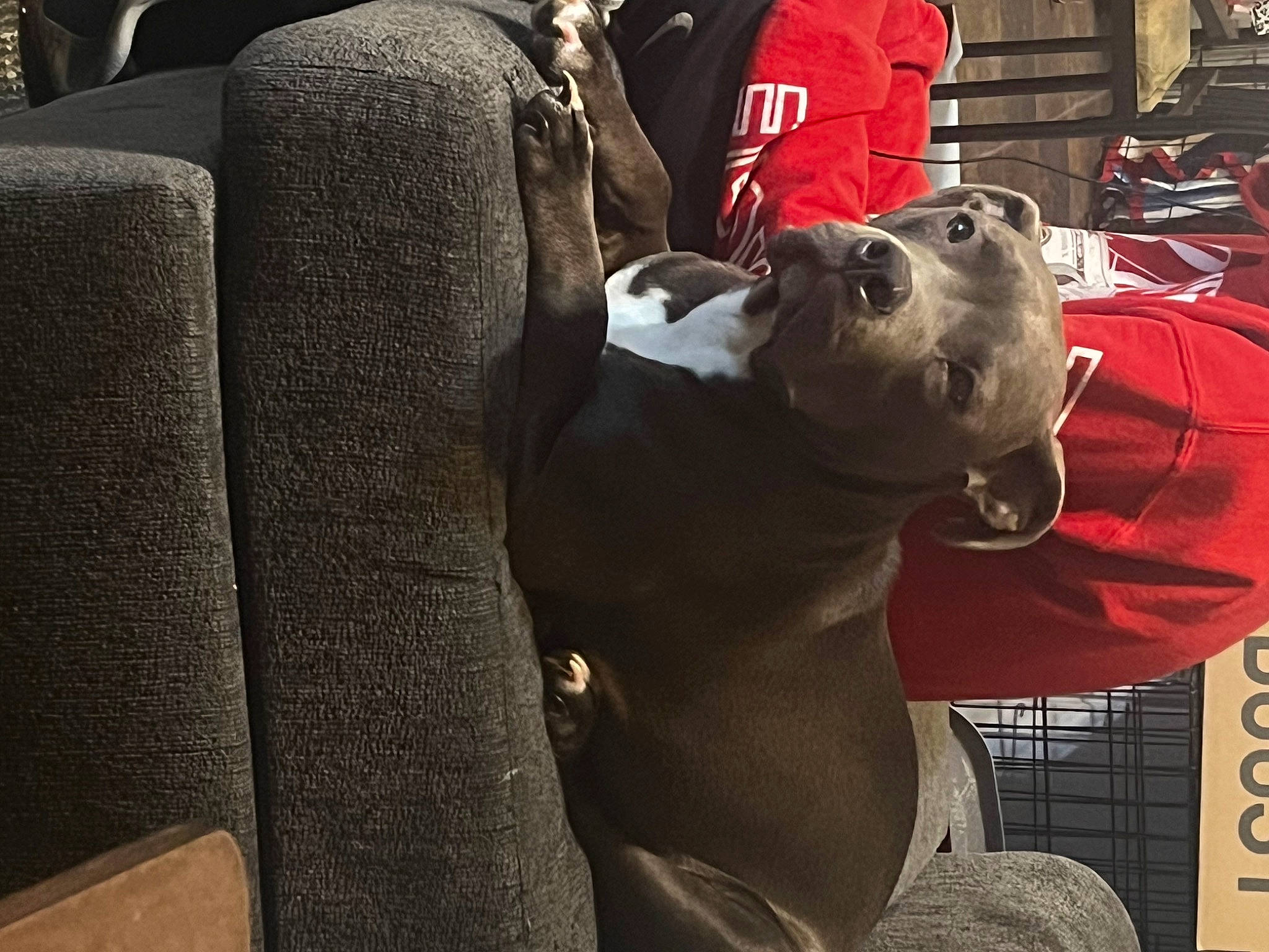 Nova is registered to the contest to win money with this photo: bag, canidae, car_seat, carmine, carnivore, collar, comfort, companion_dog, dog, dog_breed, dog_collar, fawn, fur, guard_dog, leash, luggage_and_bags, non_sporting_group, personal_protective_equipment, sporting_group, working_animal