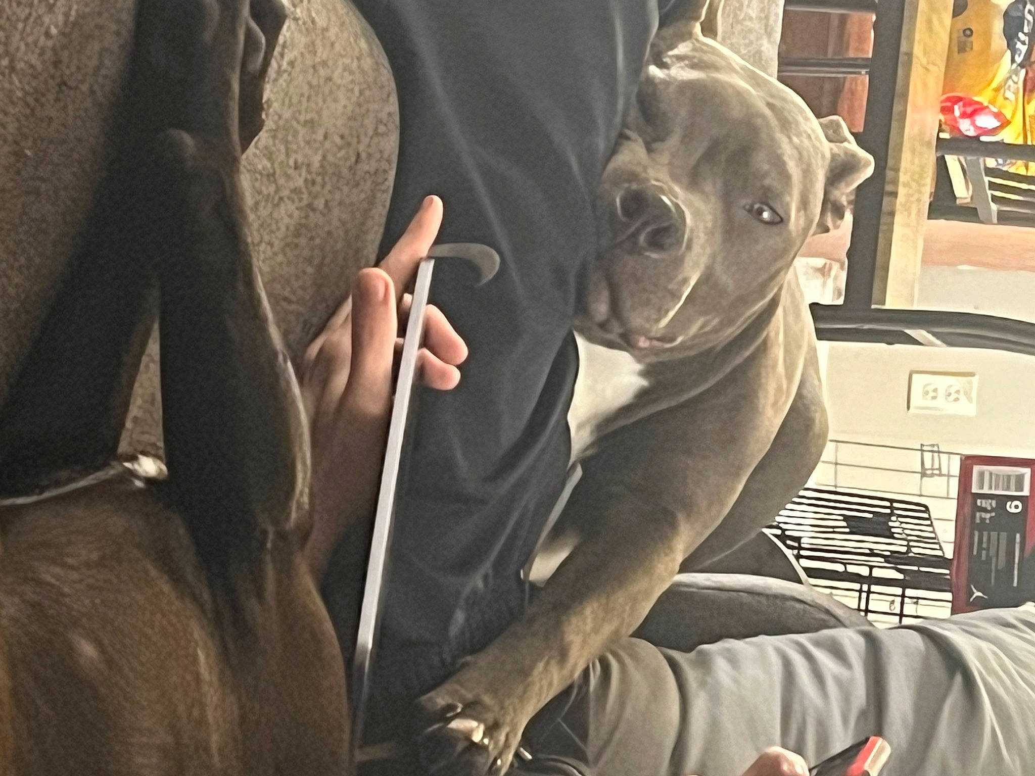 Nova joined the competition — help win amazing prizes! auto_part, automotive_design, car_seat, carnivore, comfort, companion_dog, dog, dog_breed, eyewear, fawn, gesture, grey, human_leg, snout, sporting_group, steering_wheel, toy_dog, vehicle_door, working_animal, wrinkle