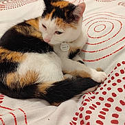 Gaia participe au concours pour gagner de l'argent avec cette photo : cat, calico, bed, blanket, fur, animal, pet, indoor, resting, white, red, pattern, cozy, cute, sleepy, domestic, feline, soft, comfort, relaxed