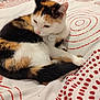 cat, calico, bed, blanket, fur, animal, pet, indoor, resting, white, red, pattern, cozy, cute, sleepy, domestic, feline, soft, comfort, relaxed