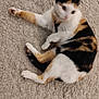Gaia a rejoint le concours — aidez-le/la à gagner de superbes lots ! animal, blurred, calico, carpet, cat, cozy, cute, domestic, feline, fur, indoor, laying, mammal, paws, pet, relaxing, resting, sleepy, soft, whiskers