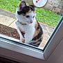 animal, calico, cat, close_up, collar, concrete_path, curious, domestic_cat, feline, garden, glass_door, greenery, looking_inside, outdoor, outdoor_decor, pet, side_view, snowman_sticker, wall, window