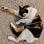 Gaia a rejoint le concours — aidez-le/la à gagner de superbes lots ! animal, black, calico, carpet, cat, cute, feline, fur, grooming, indoor, orange, paw, pet, relaxing, resting, soft, stretching, tail, whiskers, white