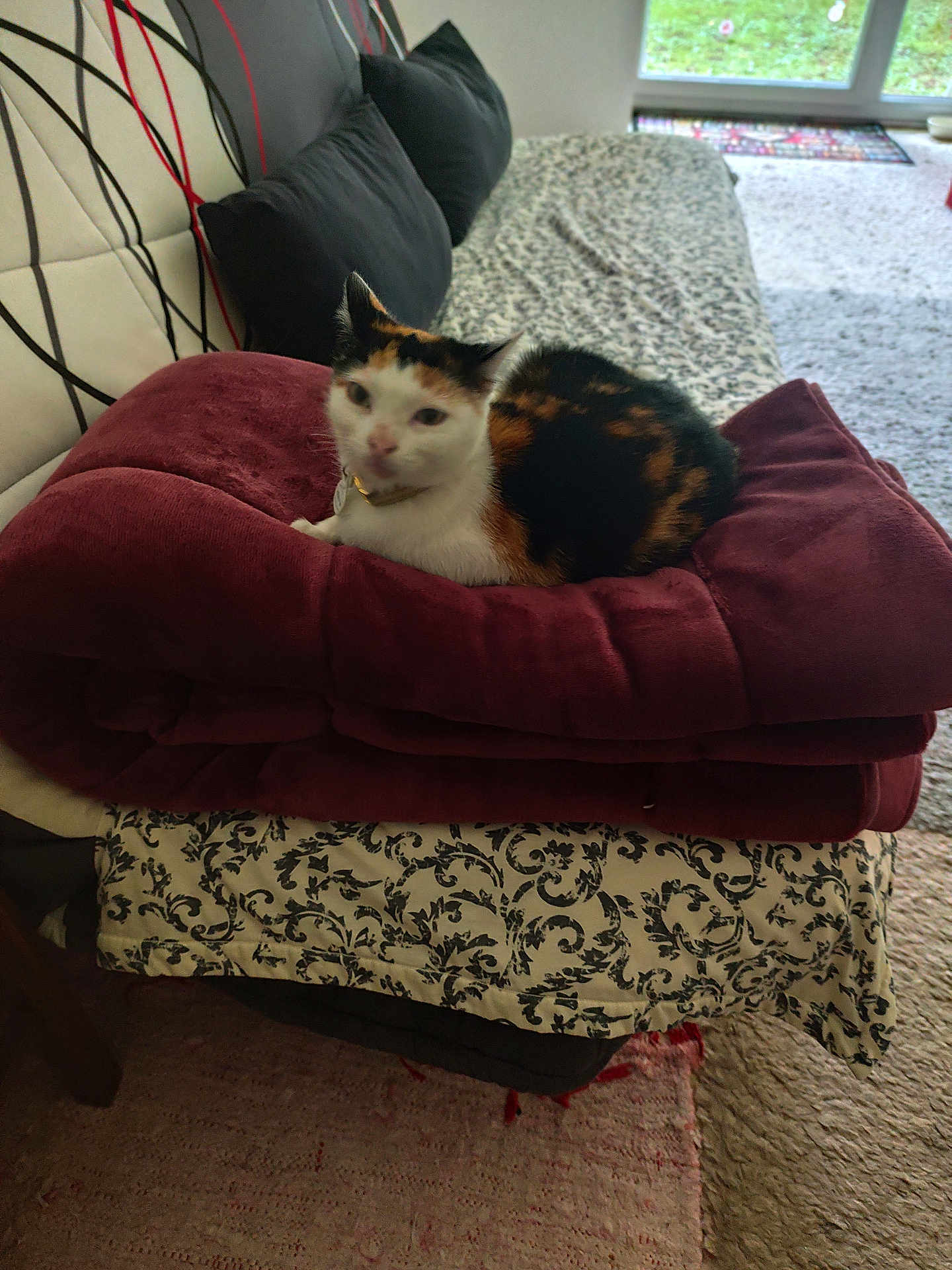 Gaia participe au concours pour gagner de l'argent avec cette photo : cat, calico_cat, blanket, cushion, couch, indoor, pet, furniture, window, pattern, soft, relaxing, stacked, home, animal, fur, resting, cozy, domestic, comfort