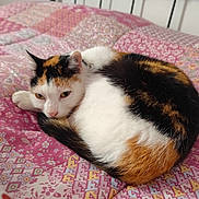 Gaia participe au concours pour gagner de l'argent avec cette photo : animal, bed, calico, cat, comfort, cozy, cute, domestic, ears, feline, fur, indoor, patchwork, pet, quilt, resting, sleepy, soft, tail, whiskers