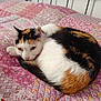 animal, bed, calico, cat, comfort, cozy, cute, domestic, ears, feline, fur, indoor, patchwork, pet, quilt, resting, sleepy, soft, tail, whiskers