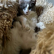 Shadow joined the competition — help win amazing prizes! cat, gray_cat, white_cat, fluffy, blanket, cozy, pet, feline, resting, indoor, relaxed, fur, cute, animal, soft_texture, comfort, closeup, portrait, sleepy, warm