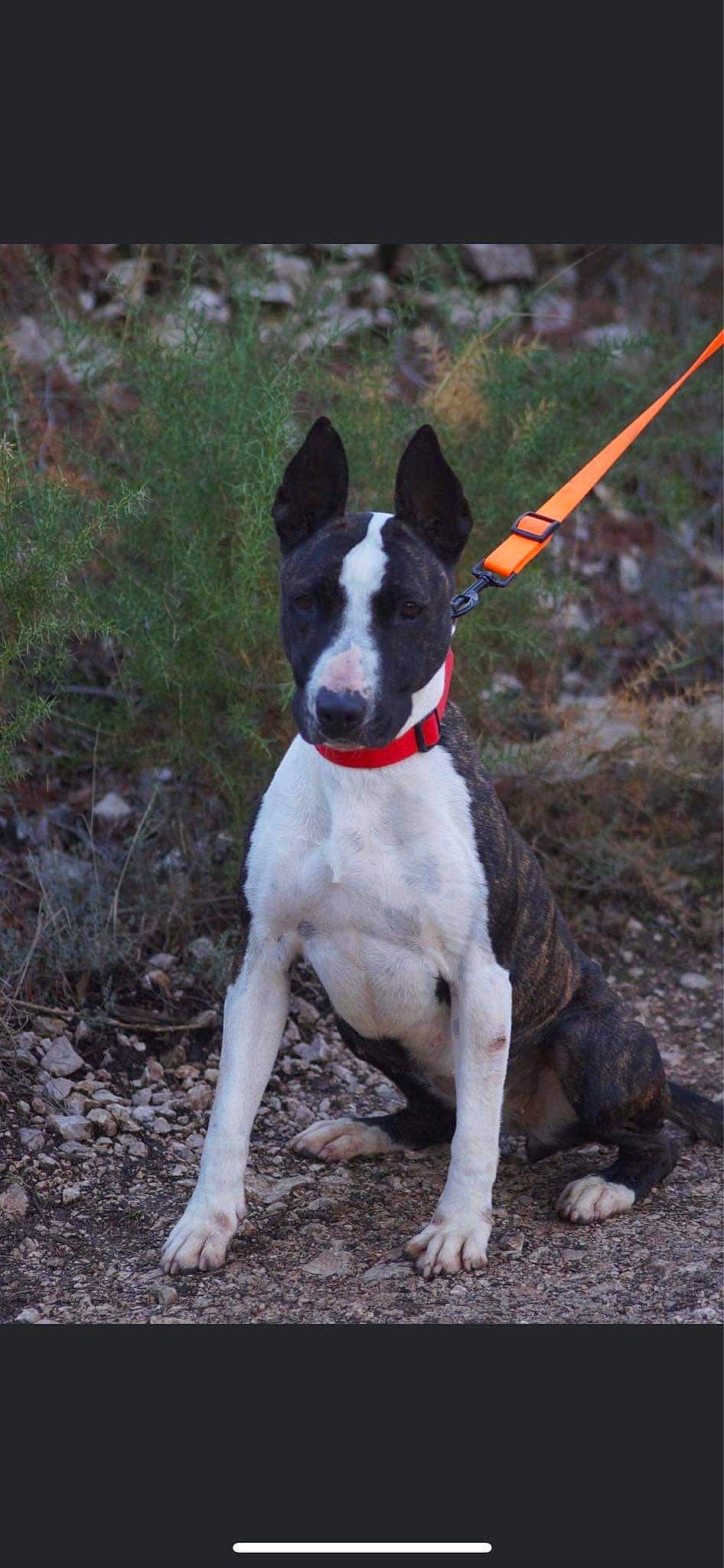 Karen a rejoint le concours — aidez-le/la à gagner de superbes lots ! american_staffordshire_terrier, bull_and_terrier, bull_terrier, bull_terrier_miniature, canidae, carnivore, dog, dog_breed, fawn, feist, gull_terr, mammal, non_sporting_group, old_english_terrier, rare_breed_dog, sporting_group, terrier, vertebrate