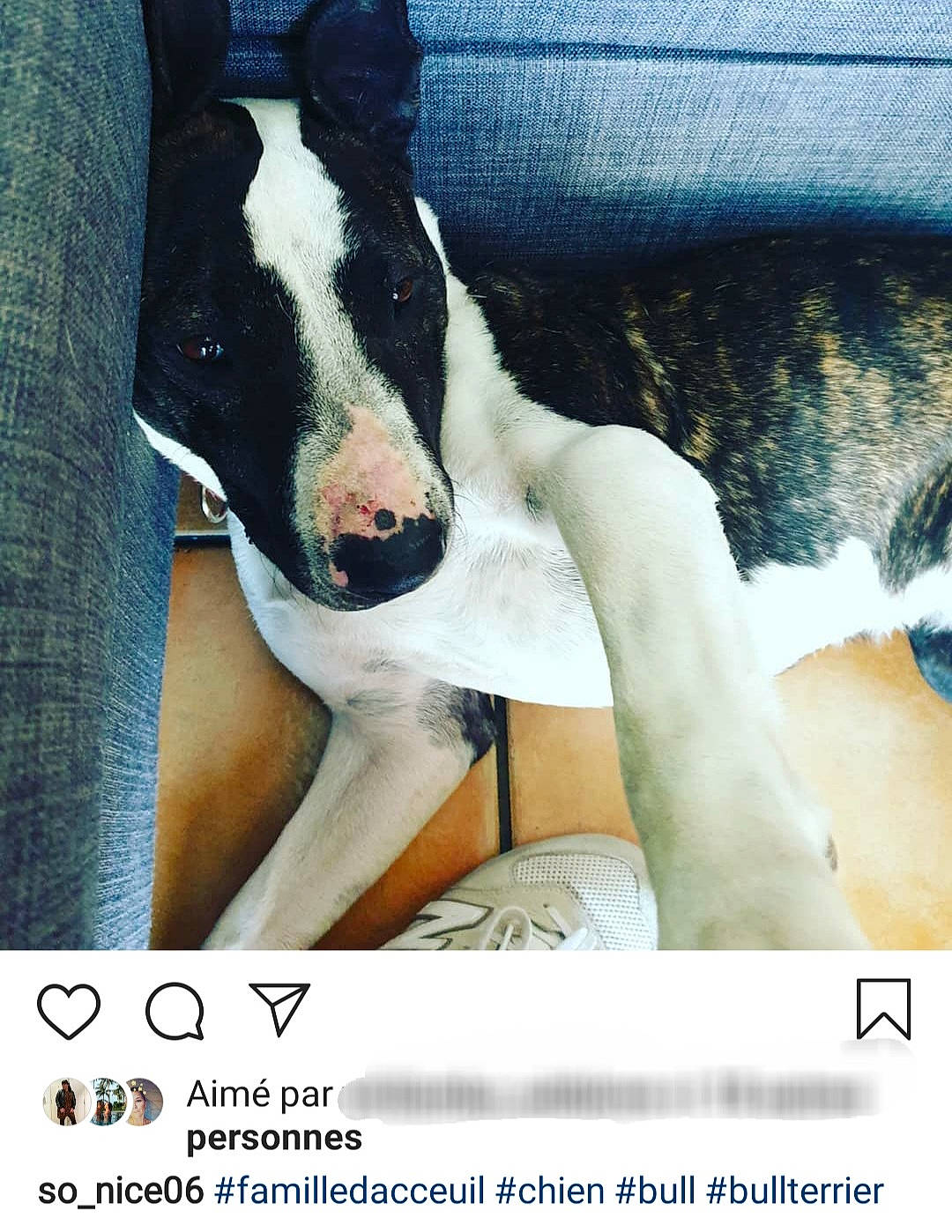 Karen a rejoint le concours — aidez-le/la à gagner de superbes lots ! bull_terrier, canidae, carnivore, dog, dog_breed, fawn, non_sporting_group, nose, photo_caption, street_dog, whippet