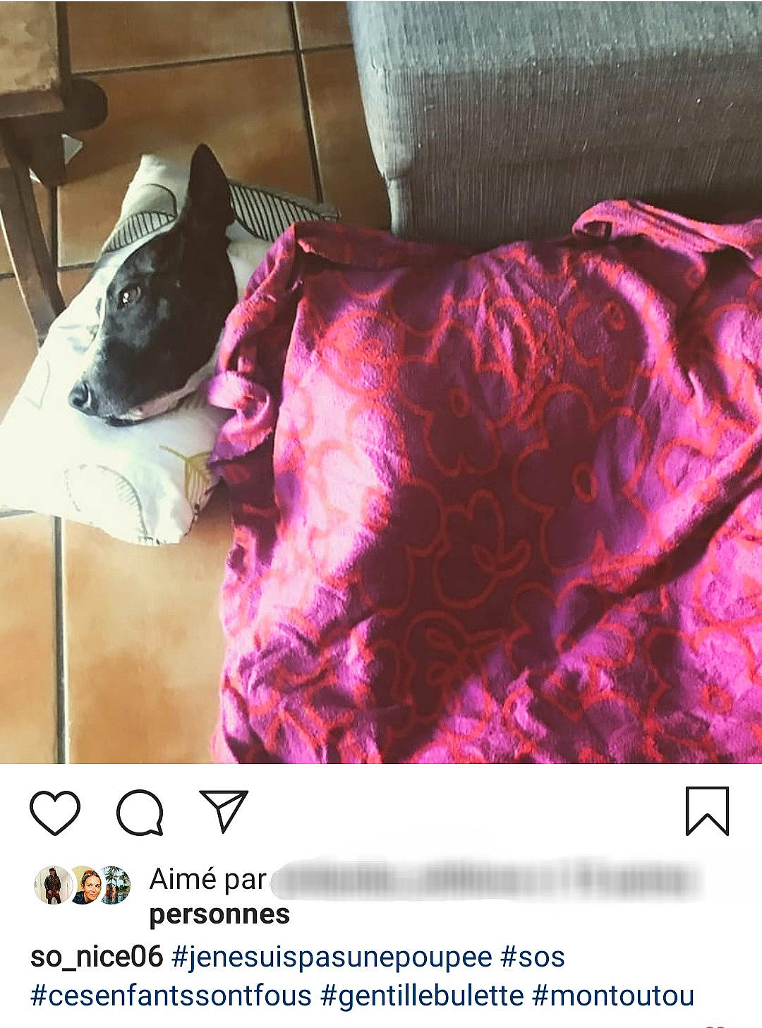 Karen a rejoint le concours — aidez-le/la à gagner de superbes lots ! canidae, carnivore, companion_dog, dog, dog_breed, liver, magenta, photo_caption, sporting_group