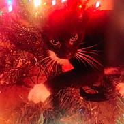 Weezer is registered to the contest to win money with this photo: kitten, cat, black_and_white, whiskers, christmas_tree, christmas_lights, holiday, festive, red_light, green_light, branches, close_up, pet, animal, cute, indoor, decorations, glowing, curious, cozy
