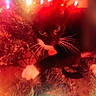 animal, black_and_white, branches, cat, christmas_lights, christmas_tree, close_up, cozy, curious, cute, decorations, festive, glowing, green_light, holiday, indoor, kitten, pet, red_light, whiskers