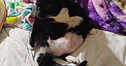 Weezer is registered to the contest to win money with this photo: cat, black_and_white_cat, bed, blanket, plastic_bag, purple_blanket, colorful_blanket, indoor, pet, animal, feline, resting, lying_down, white_bedding, soft_texture, cozy, domestic, fur, whiskers, paw