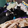 Weezer joined the competition — help win amazing prizes! cat, bed, blanket, plush_toy, indoor, feline, resting, cute, black_cat, tabby_cat, cozy, stuffed_animal, fabric, pillow, domestic_animal, animal, fur, pet, cute_animal, relaxing