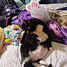 Weezer is registered to the contest to win money with this photo: cat, black_and_white_cat, bed, blanket, plastic_bag, indoor, furniture, cozy, resting, sleepy, animal, pet, fur, tail, paw, colorful_blanket, purple_blanket, clutter, relaxing, domestic