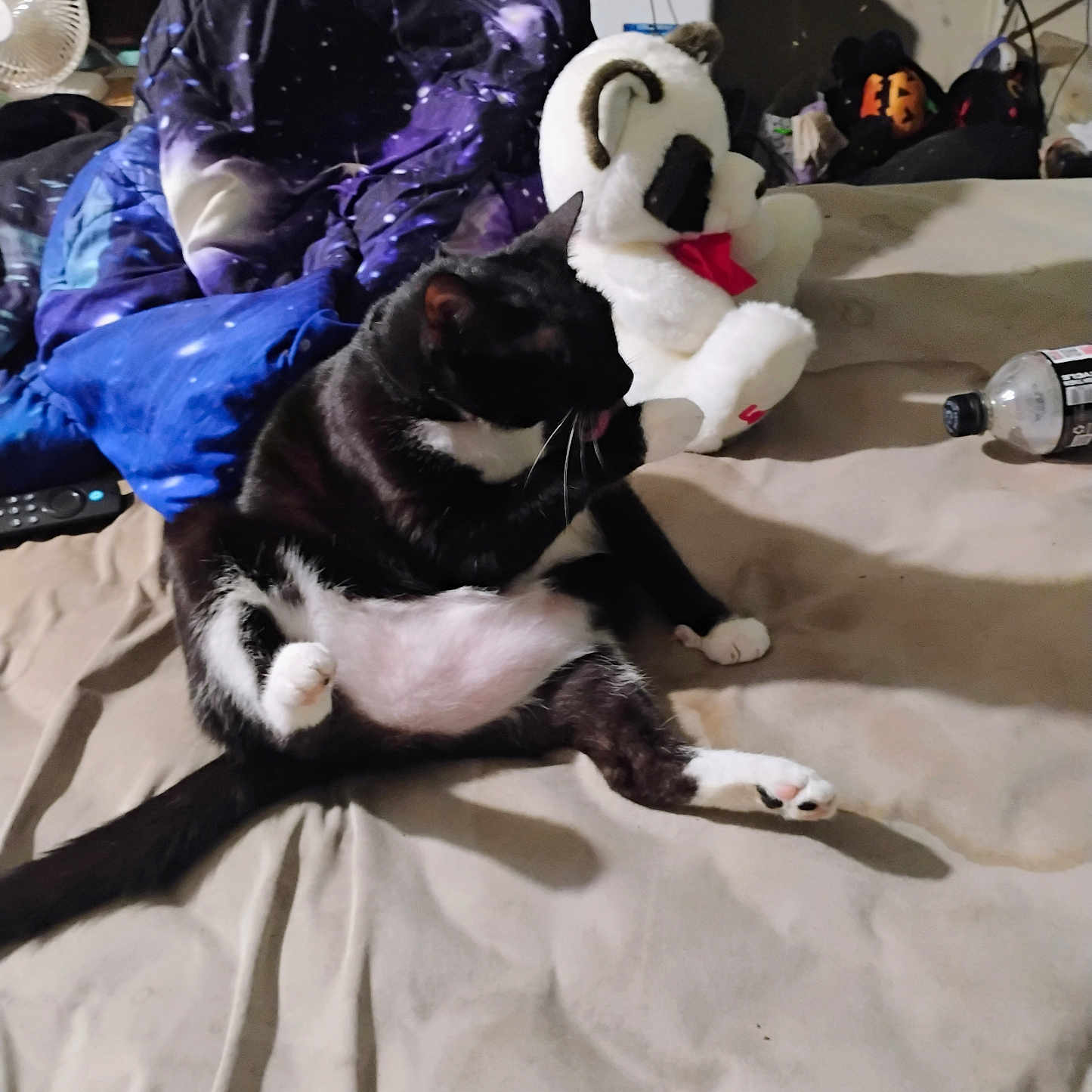 Weezer joined the competition — help win amazing prizes! cat, plush_toy, bed, blanket, black_and_white, indoor, furniture, bottle, remote_control, panda, stuffed_animal, relaxed, animal, pet, white_paws, fabric, clutter, sitting, cute, whiskers