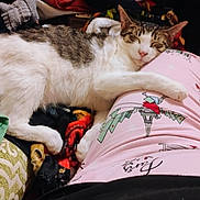 Baby is registered to the contest to win money with this photo: animal, blanket, cat, clothing, comfort, cozy, cute, fur, home, indoor, leg, pajamas, pattern, pet, pink, relaxing, resting, sleeping, tabby, white