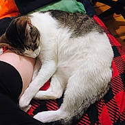 Baby is registered to the contest to win money with this photo: cat, sleeping, leg, blanket, plaid, indoor, cozy, fur, white, brown, striped, resting, comfort, human, chair, floor, relaxation, paw, animal, pet