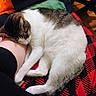 animal, blanket, brown, cat, chair, comfort, cozy, floor, fur, human, indoor, leg, paw, pet, plaid, relaxation, resting, sleeping, striped, white