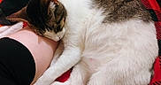Baby is registered to the contest to win money with this photo: black_clothing, blanket, cat, comfort, cozy, cute, folded_clothes, fur, home, indoor, patterned_blanket, person_leg, pet, plush_toys, red_blanket, relaxed, resting, sleeping, tabby_cat, white_fur