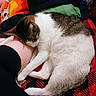Baby is registered to the contest to win money with this photo: cat, tabby_cat, white_fur, sleeping, resting, person_leg, blanket, patterned_blanket, red_blanket, black_clothing, folded_clothes, plush_toys, cozy, indoor, pet, fur, cute, relaxed, comfort, home