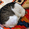 animal, blanket, cat, colorful, cozy, curled_up, cute, domestic_cat, feline, fur, indoor, napping, patterned, pet, relaxed, resting, sleeping, soft, warm, whiskers