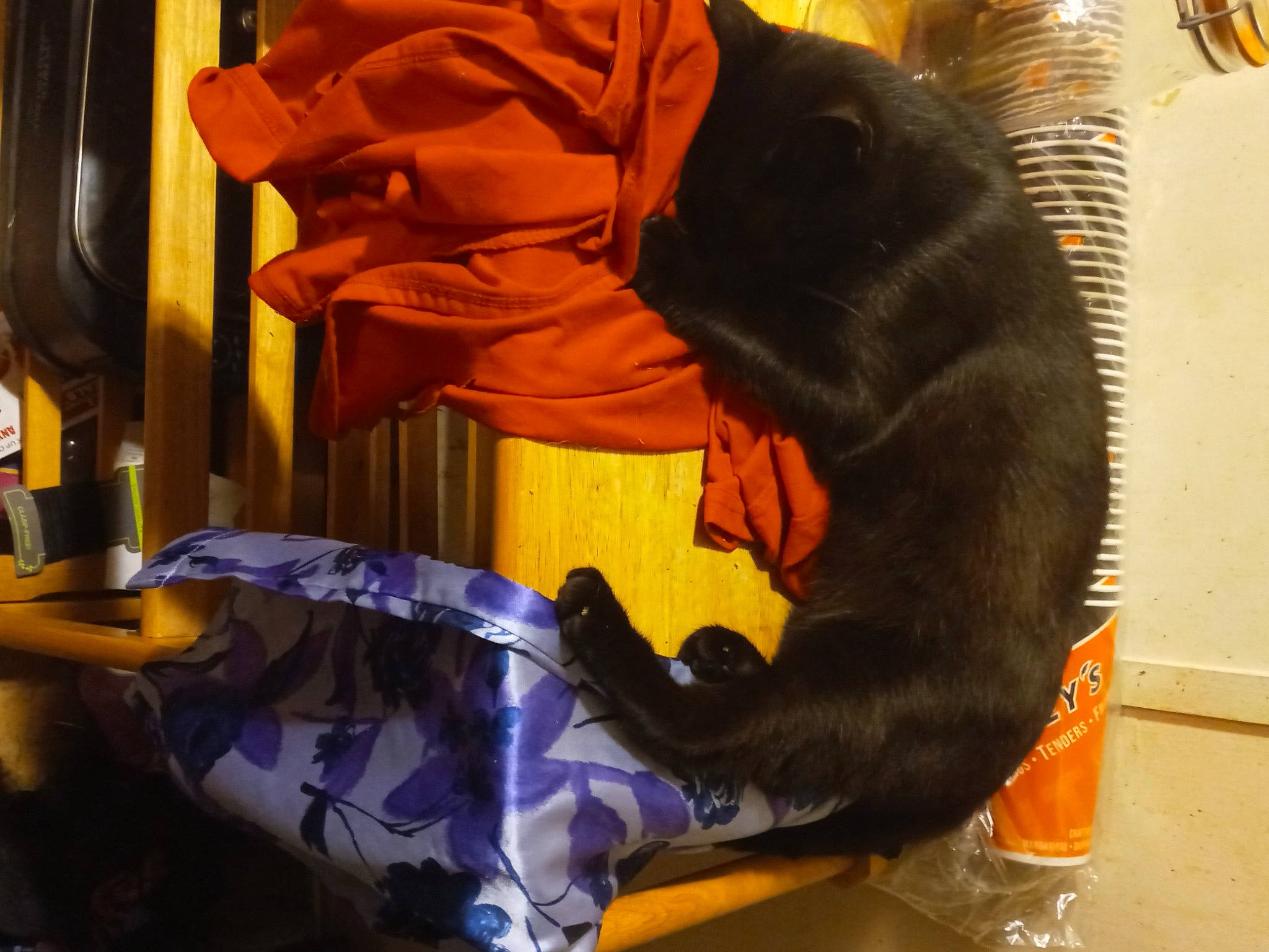 Salem joined the competition — help win amazing prizes! canidae, carnivore, comfort, companion_dog, dog, dog_breed, felidae, fur, guard_dog, snout, sporting_group, tail, working_animal