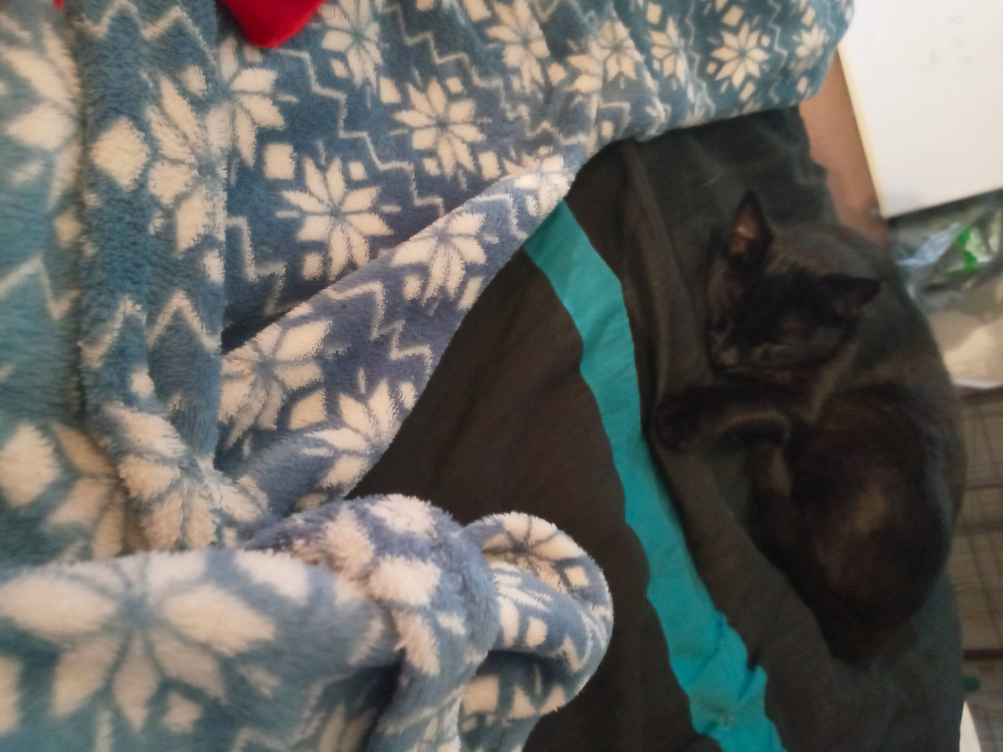 Salem joined the competition — help win amazing prizes! bag, carnivore, cat, comfort, domestic_short_haired_cat, electric_blue, felidae, fur, linens, military_camouflage, military_uniform, pattern, plaid, small_to_medium_sized_cats, sporting_group, tail, textile, tree, uniform, whiskers