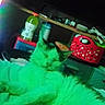 Buddy is registered to the contest to win money with this photo: animal, basket, bed, bottle, cat, cozy, cute, domestic, ear, fur, furniture, green_light, household_items, indoor, paws, pet, relaxing, resting, sleeping, whiskers