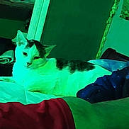 Buddy is registered to the contest to win money with this photo: animal, arm, bed, black_spots, blanket, cat, cozy, domestic_animal, furniture, green_tint, indoor, lying_down, person, pet, relaxing, resting, room, shelf, sleeve, white_cat