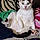 Buddy