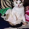 animal, bed, black_markings, blanket, cat, clothing, cozy, cute, domestic_cat, feline, fur, indoor, looking_at_camera, paw, pet, relaxed_pose, resting, whiskers, white_cat, yellow_eyes
