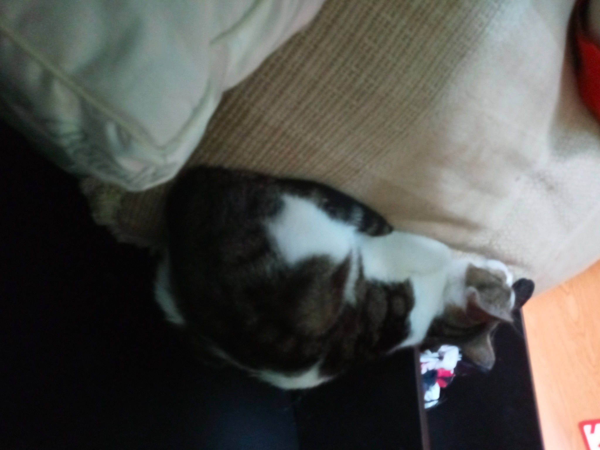 Brie is registered to the contest to win money with this photo: canidae, carnivore, cat, claw, comfort, dog_breed, domestic_short_haired_cat, felidae, flooring, fur, hardwood, lap, nap, paw, small_to_medium_sized_cats, sporting_group, tail, whiskers