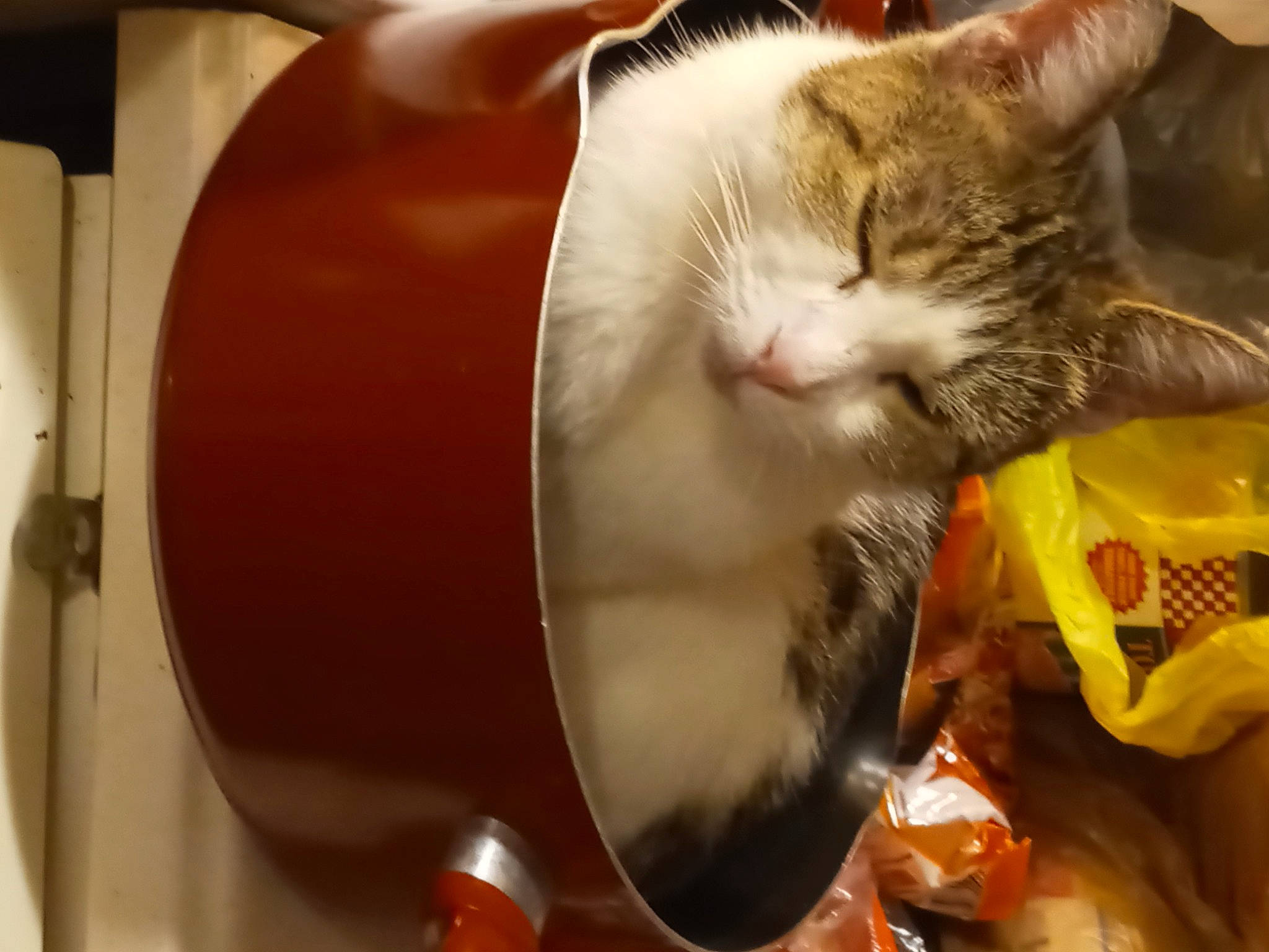 Brie is registered to the contest to win money with this photo: box, cardboard, carnivore, cat, cat_supply, claw, comfort, domestic_short_haired_cat, event, fawn, felidae, fur, lap, paw, pet_food, pet_supply, small_to_medium_sized_cats, snout, tail, whiskers