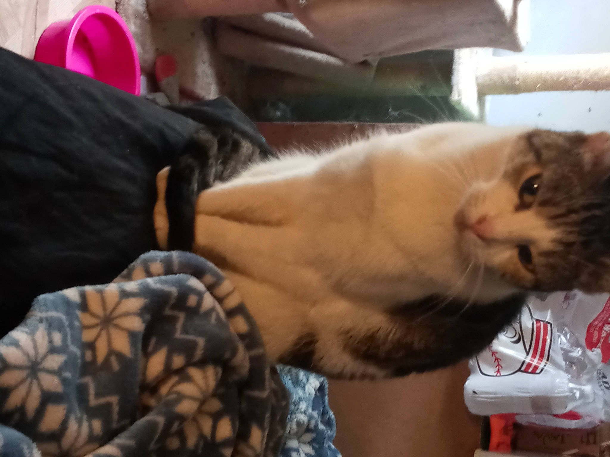 Brie is registered to the contest to win money with this photo: box, carnivore, cat, chest, claw, comfort, domestic_short_haired_cat, drinking, fawn, felidae, fur, human_leg, lap, pattern, paw, small_to_medium_sized_cats, tail, whiskers