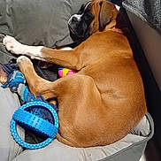 Uxie a rejoint le concours — aidez-le/la à gagner de superbes lots ! bedroom_corner, brown_dog, canine, chew_toy, collar, comfort, cozy, dog, dog_bed, domestic_animal, floor_tile, fur, indoor, paw, pet, relaxing, resting, sleep, sleeping, toy