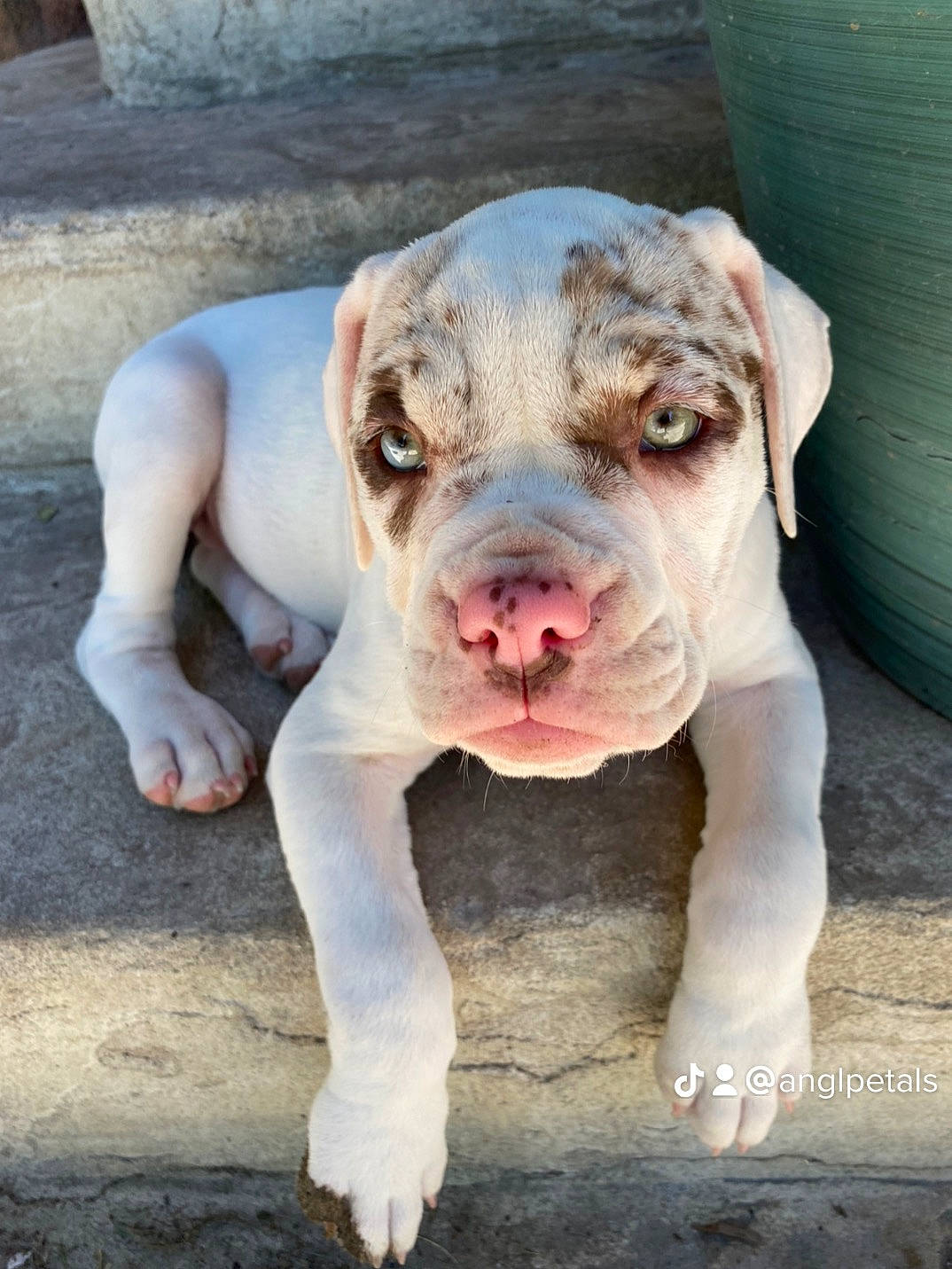 Willow joined the competition — help win amazing prizes! canidae, carnivore, companion_dog, cordoba_fighting_dog, dog, dog_breed, fawn, flesh, grass, hunting_dog, molosser, non_sporting_group, snout, sporting_group, terrestrial_animal, whiskers, working_animal, wrinkle