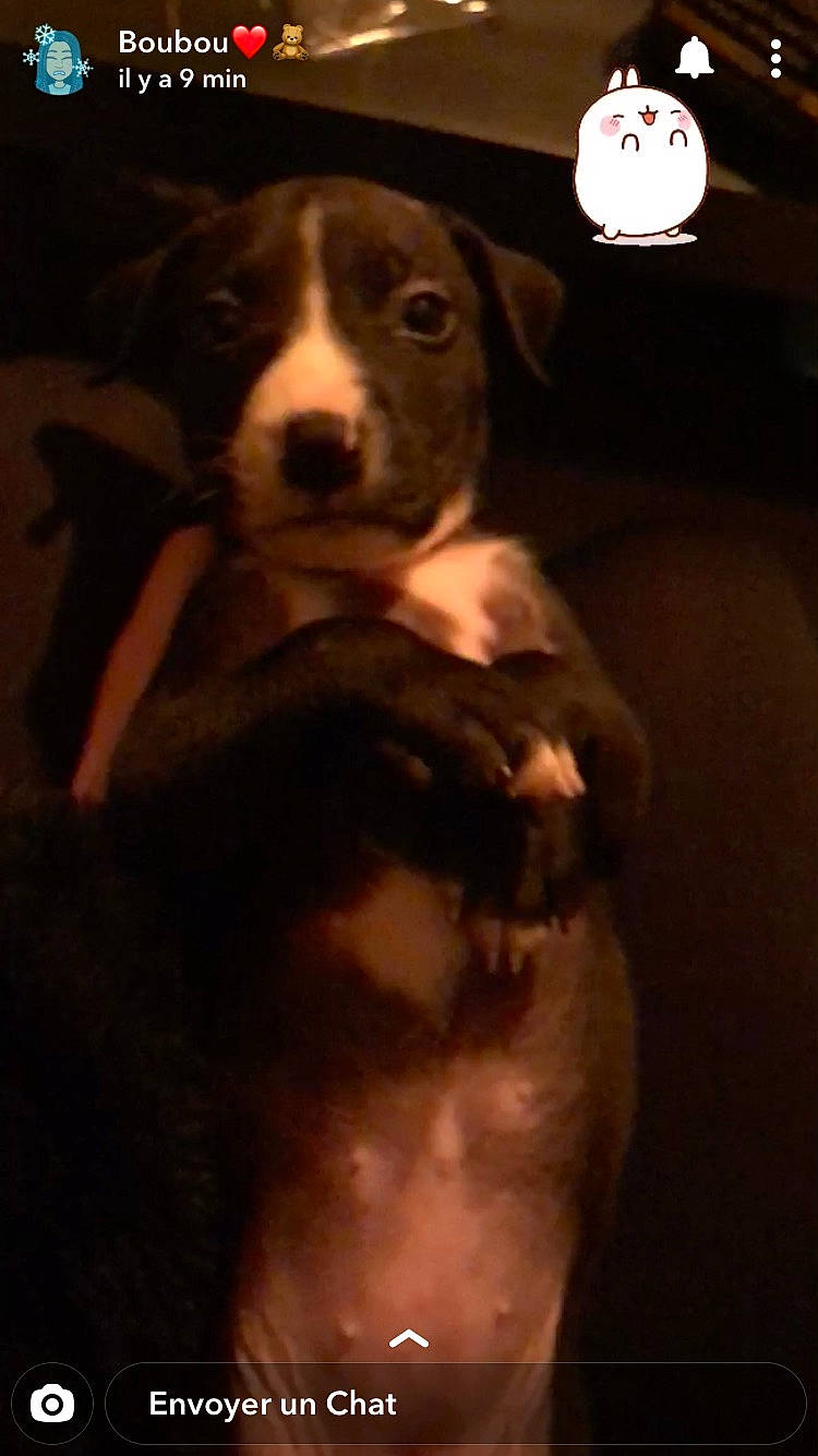 Mars a rejoint le concours — aidez-le/la à gagner de superbes lots ! american_pit_bull_terrier, american_staffordshire_terrier, canidae, carnivore, dog, dog_breed, fawn, lurcher, mammal, non_sporting_group, nose, pit_bull, puppy, snout, vertebrate