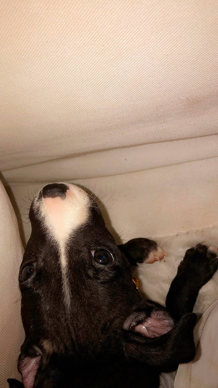 Mars a rejoint le concours — aidez-le/la à gagner de superbes lots ! boston_terrier, canidae, carnivore, dog_breed, ear, fawn, fur, leg, non_sporting_group, nose, snout, sporting_group