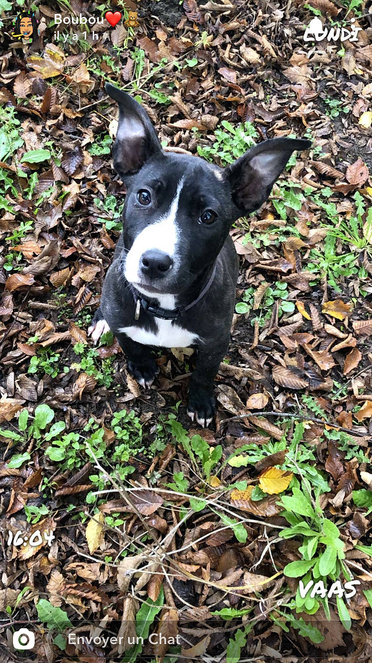 Mars a rejoint le concours — aidez-le/la à gagner de superbes lots ! canidae, carnivore, dog, dog_breed, feist, grass, mammal, mcnab, non_sporting_group, plant, snout, sporting_group