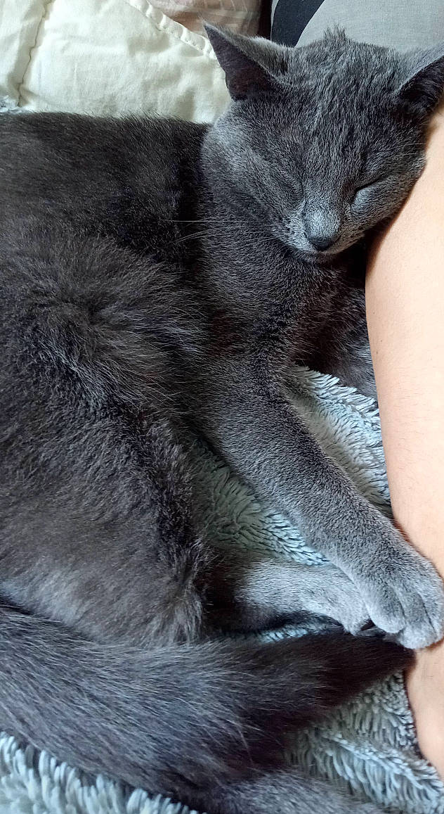 Baloo